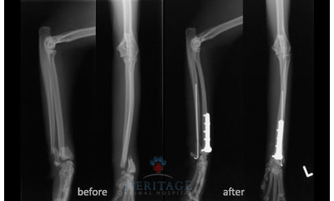 orthopedic-x-ray orthopedic-x-ray