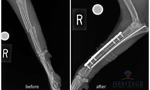 pet-orthopedic-x-ray pet-orthopedic-x-ray
